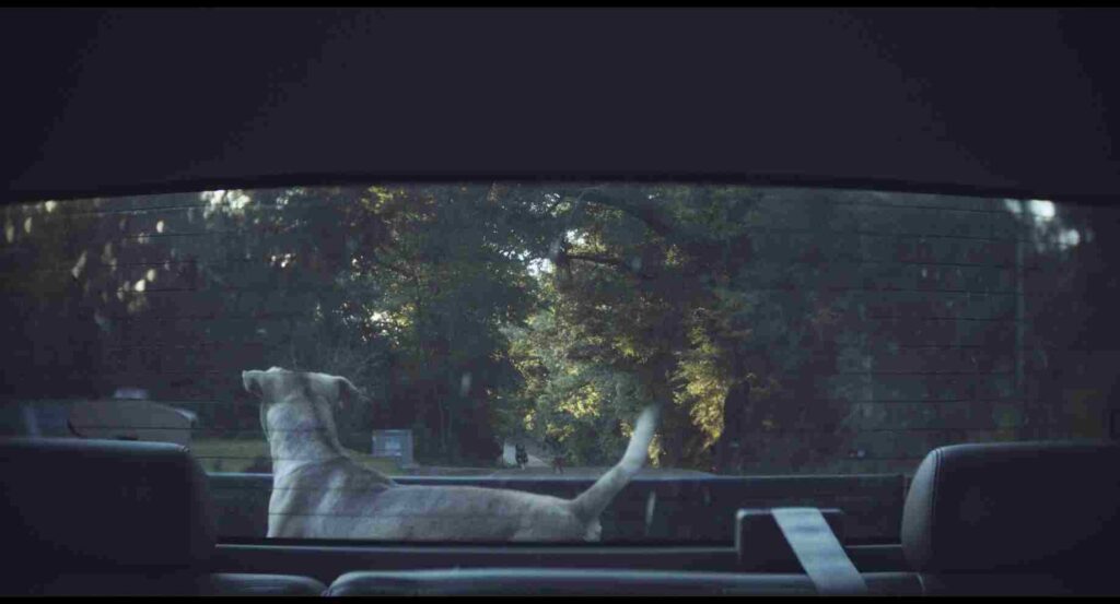 love dog still Love Dog