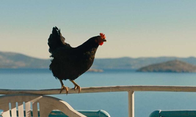 Hen
