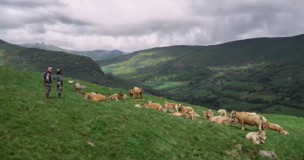 The Echo of the Herd