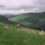 The Echo of the Herd