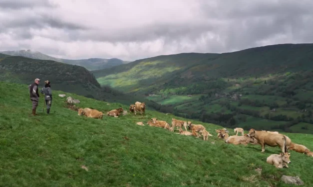 The Echo of the Herd