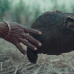 The Calf Doll